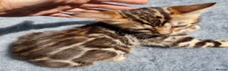 Bengal cats for sale: Beautiful TICA registered Bengal Kittens - Advert 28