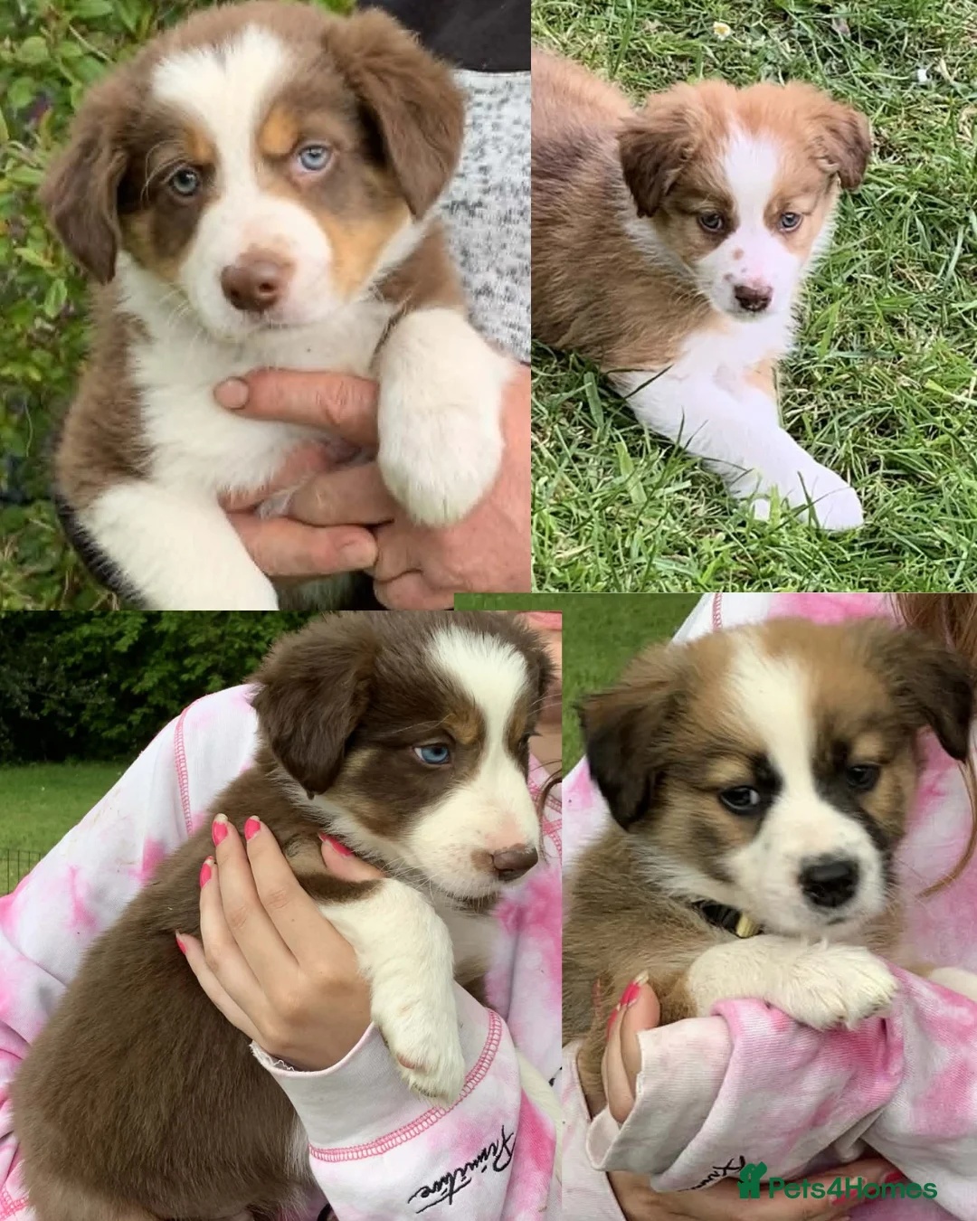 Border Collie dogs for sale: Four Male Border Collie Puppies in Abergavenny - Advert 1