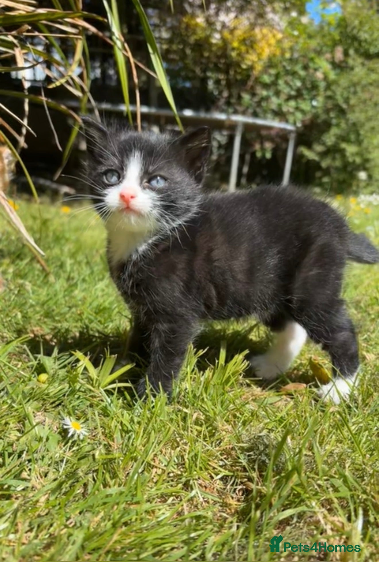 British Shorthair cats Beautiful black-and-white kitten - Advert 16