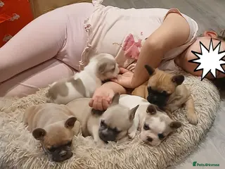 French Bulldog dogs 5 Beautiful French Bulldog looking for a new home - Advert 15