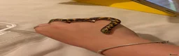 Boa Snake reptiles for sale: kenyan sand boa snake in Swindon - Advert 3