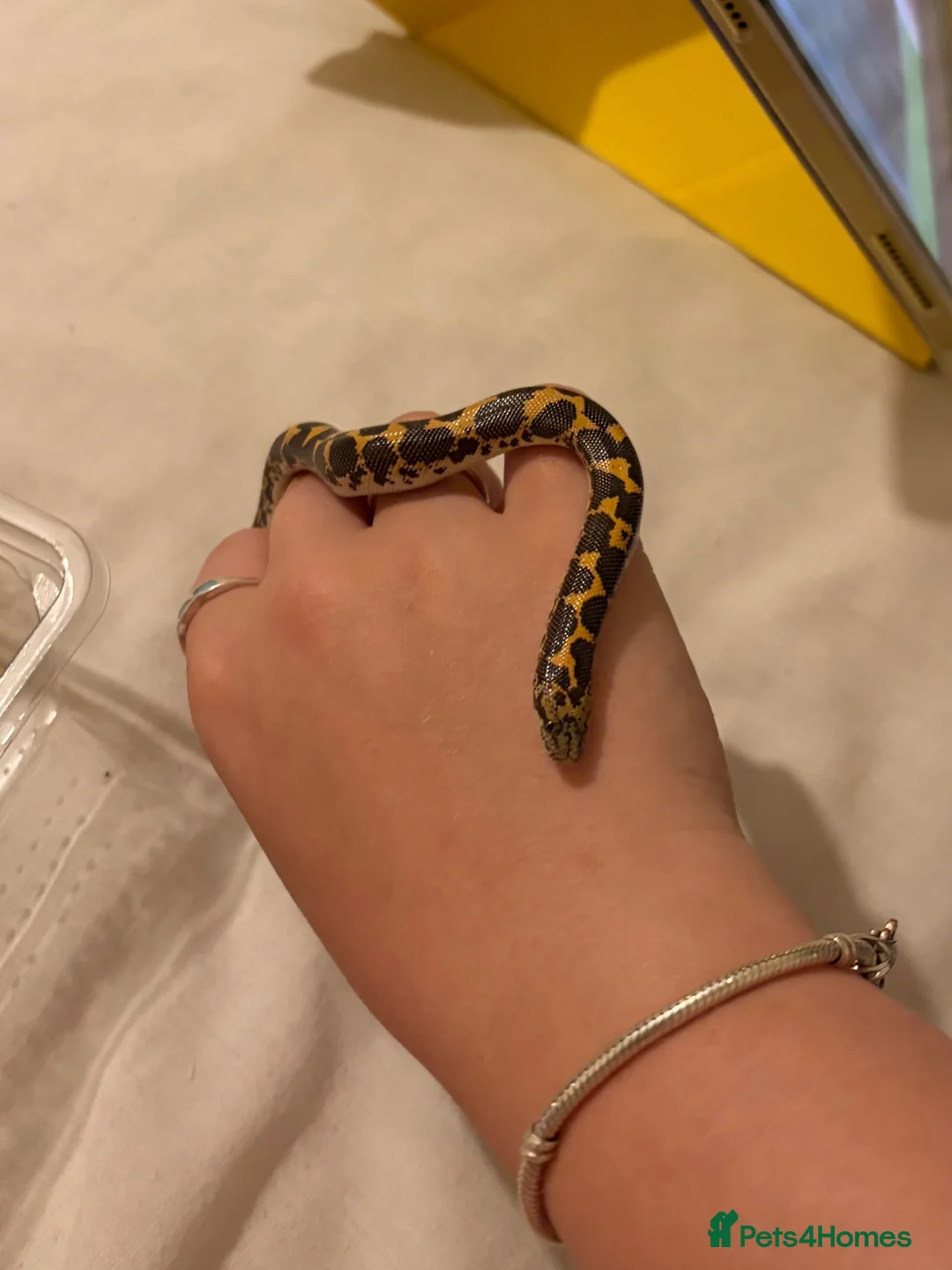 Boa Snake reptiles for sale: kenyan sand boa snake in Swindon - Advert 3