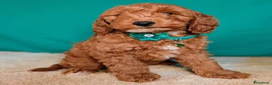 Green collar girl ID 8269