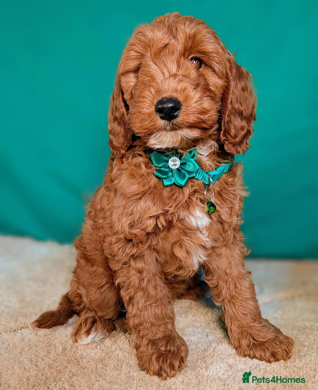 Cockapoo dogs for sale: F1B Cockapoo Puppies Ready for Their Forever Homes in Whitland - Advert 9