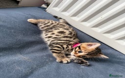 Bengal cats for sale: 6 Stunning Bengal kittens - Image 22