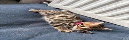 Bengal cats for sale: LAST ONE! Stunning Bengal kittens - Advert 7