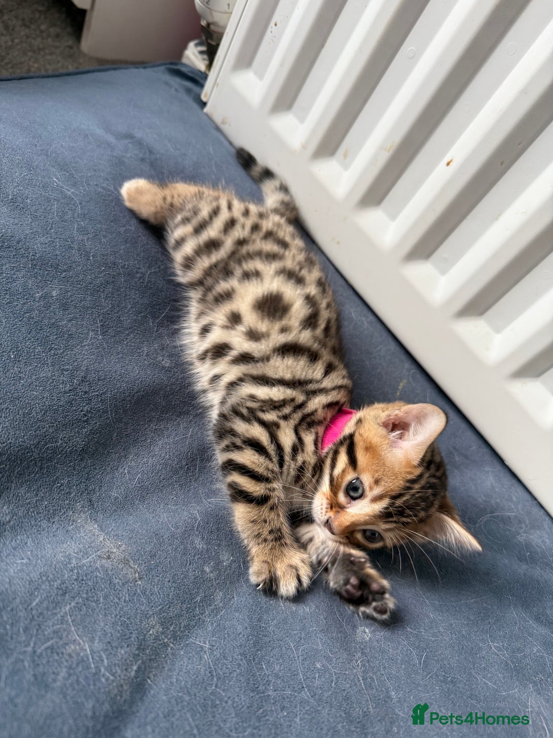 Bengal cats for sale: 6 Stunning Bengal kittens - Image 22