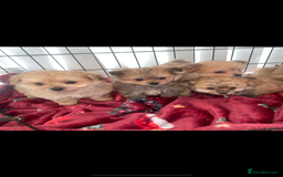 Pomapoo dogs for sale: Pomapoo puppies  - Advert 4