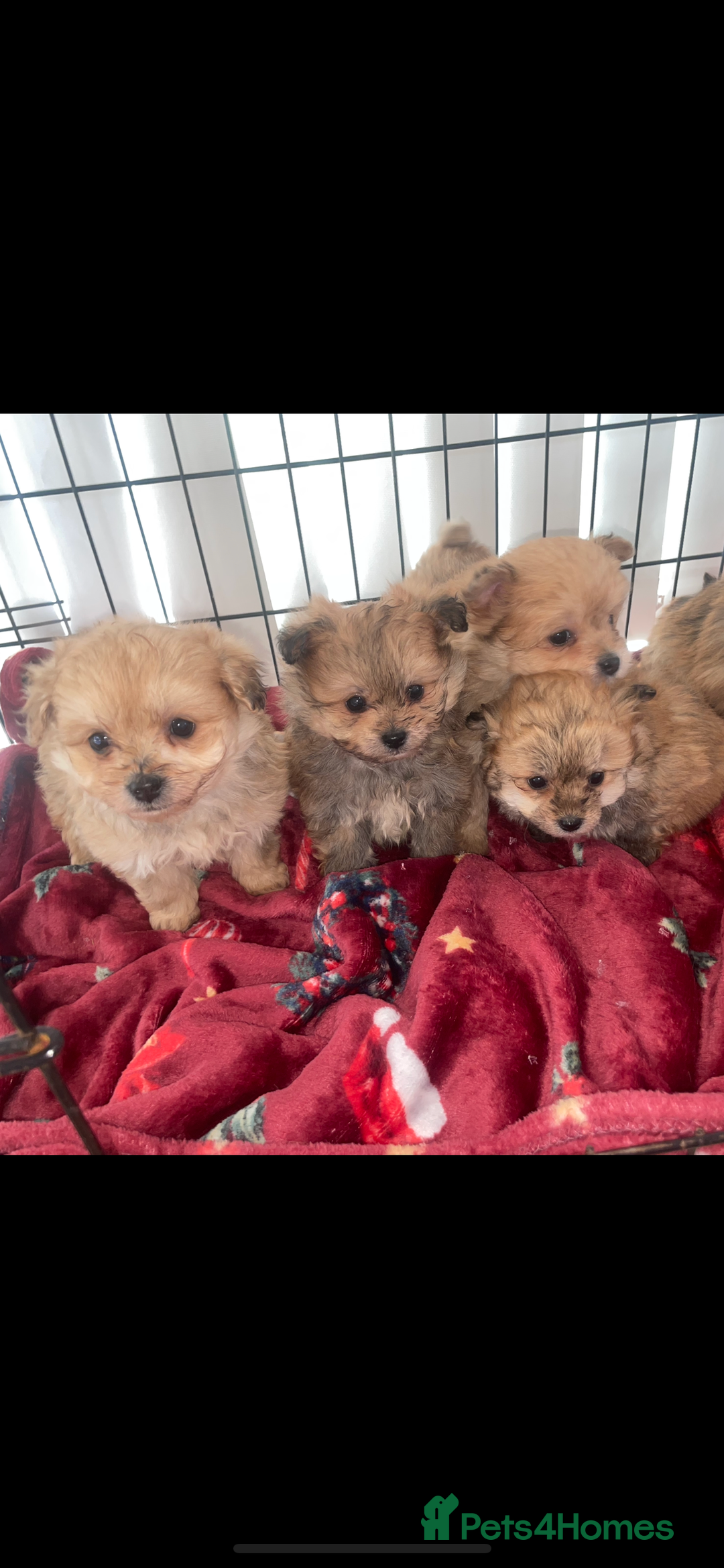 Pomapoo dogs for sale: Pomapoo puppies  - Advert 4