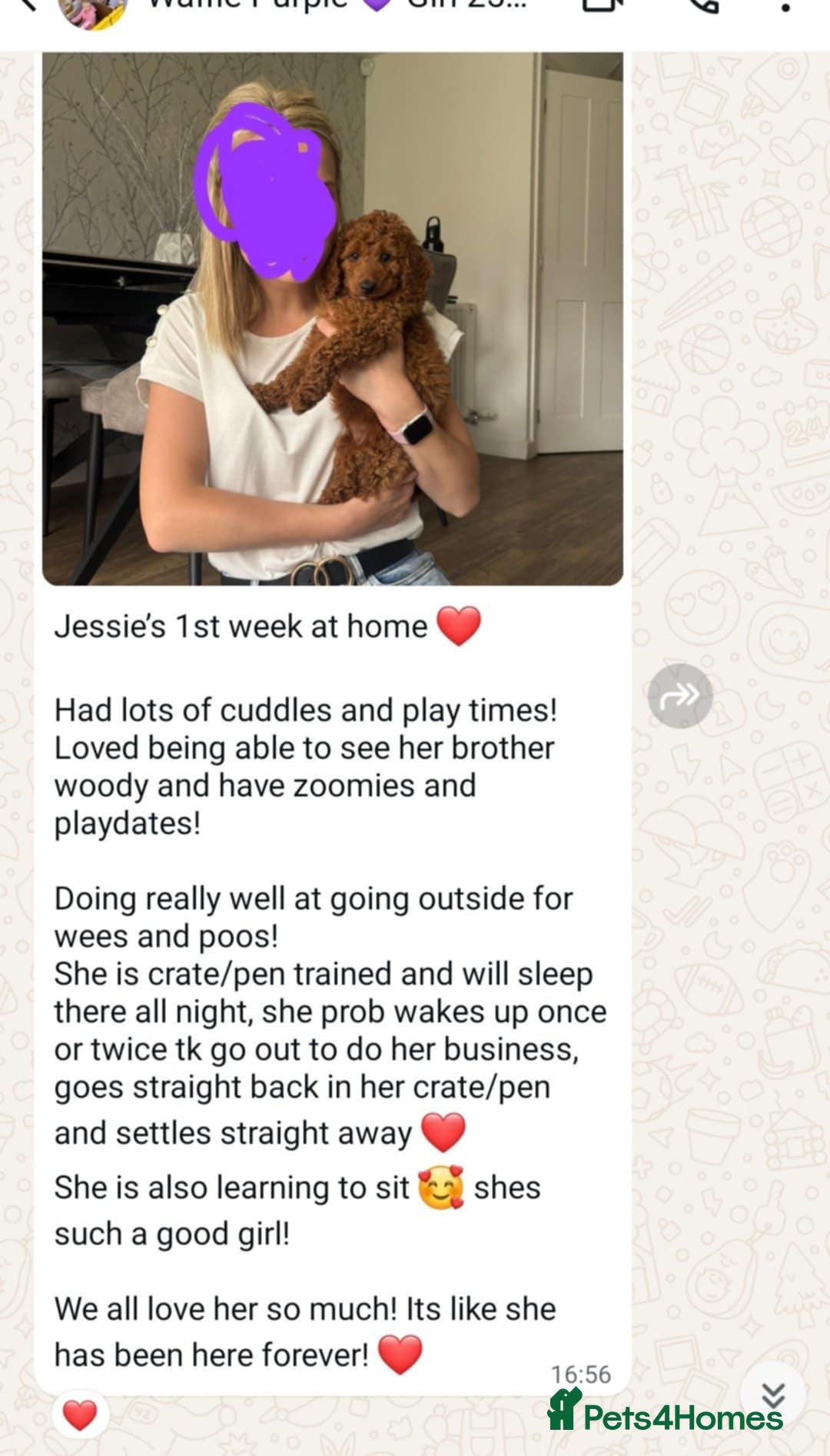 Cavapoo dogs for sale: 🥇 Finest Quality Beautiful F1b Cavapoos 🥇 - Advert 25