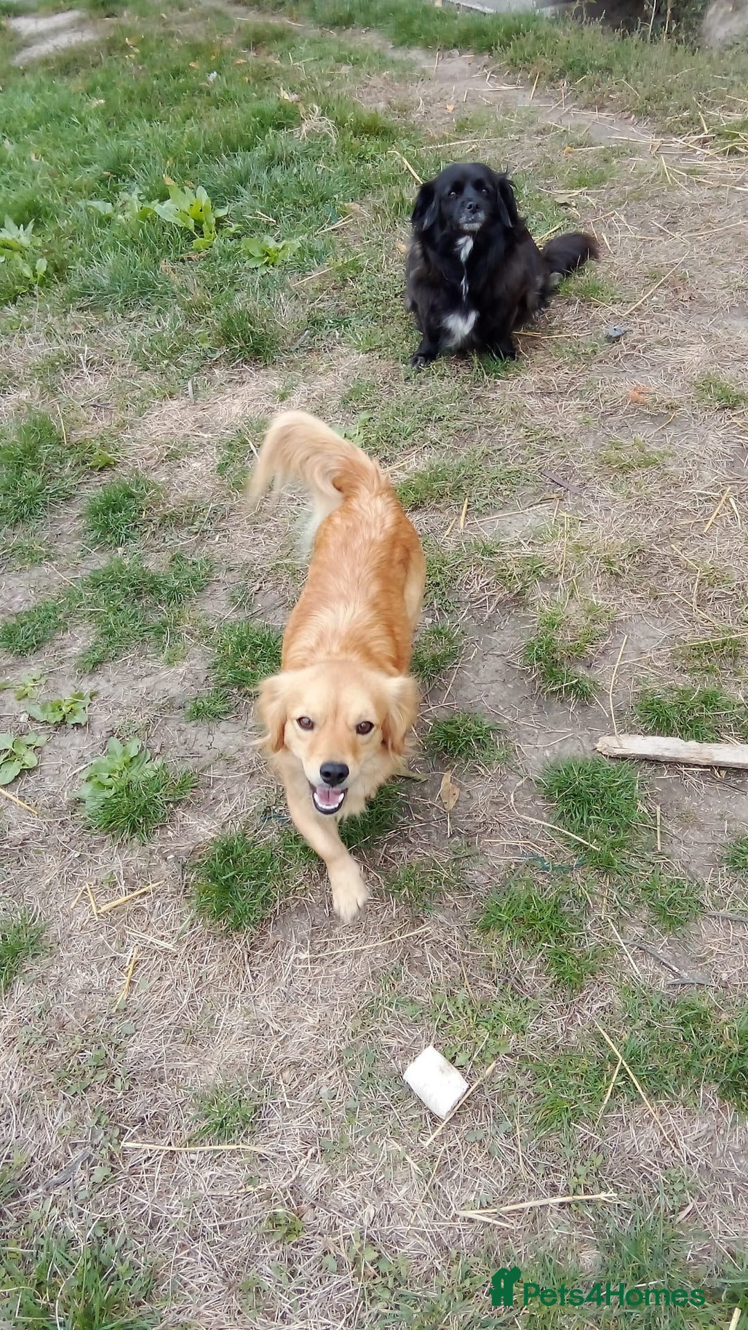 Mixed Breed dogs for adoption: MARA - a Beautiful Little Girl, for a Loving Home - Image 4