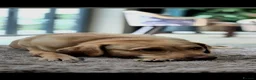 Springador dogs for sale: 7 beautifil springadors  - Advert 7