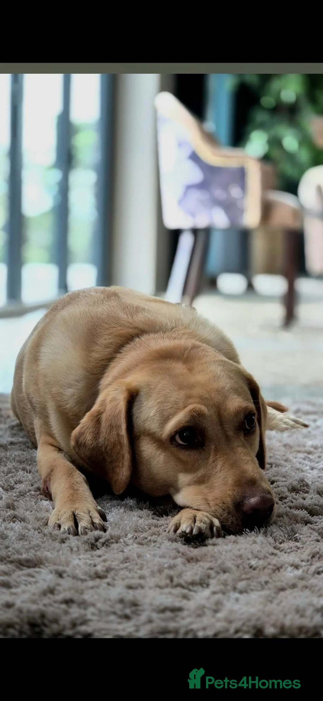 Springador dogs for sale: 7 beautifil springadors  - Advert 7