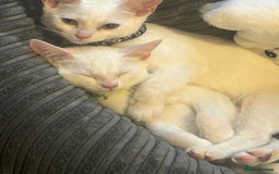 Mixed Breed cats for sale: Kittens  - Advert 11