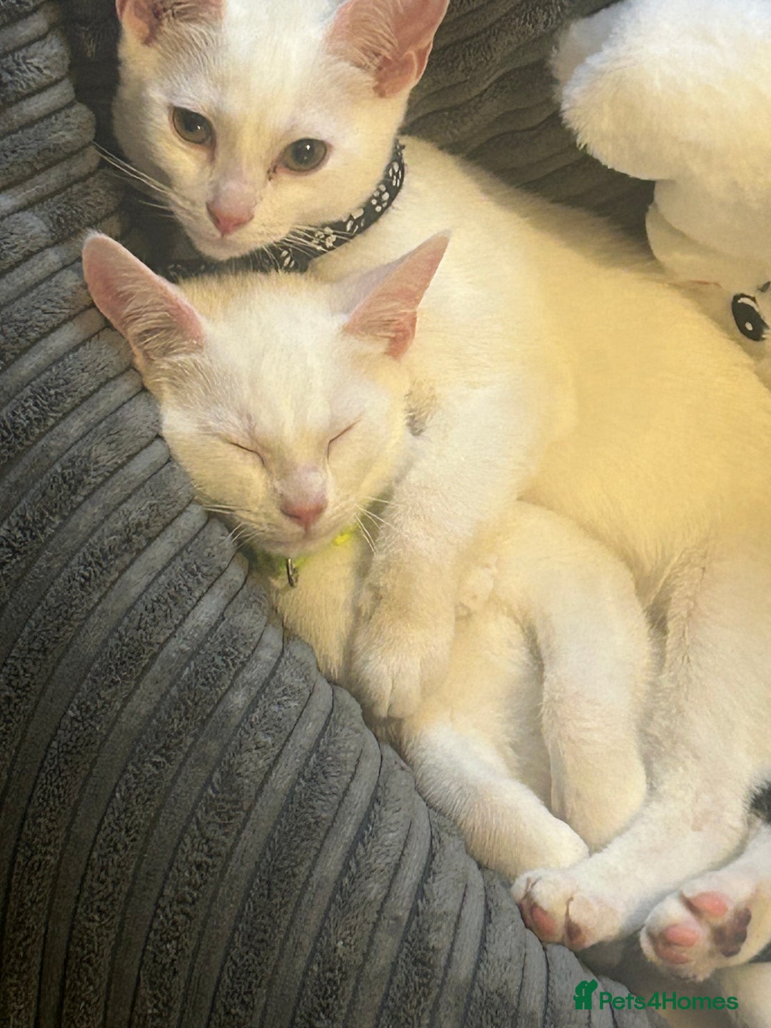 Mixed Breed cats for sale: Kittens  - Advert 11