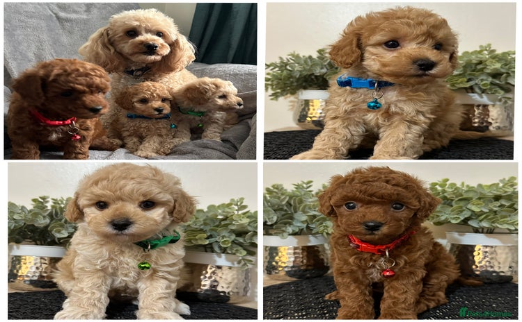 Maltipoo dogs - Advert 1