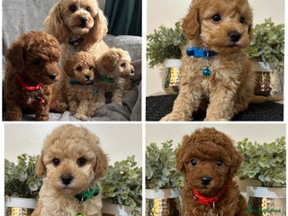 Maltipoo dogs - Advert 1