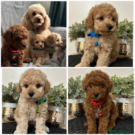 Maltipoo dogs - Advert 1