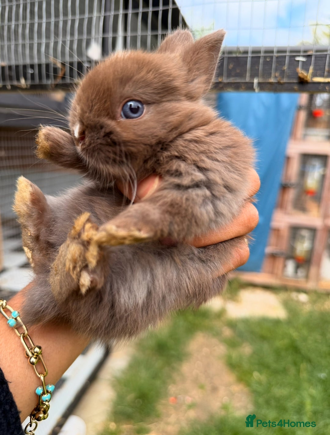 Netherland Dwarf rabbits for sale: •AVAILABLE• Pedigree Netherland Dwarf Baby BunnIes - Image 10