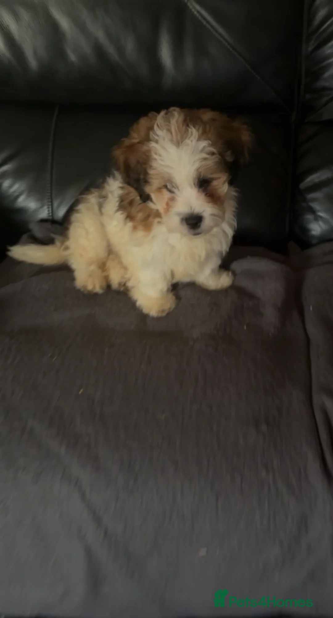 Jackapoo dogs for sale: Make jackapoo puppy - Advert 1