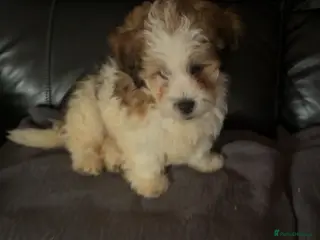 Jackapoo dogs Make jackapoo puppy - Advert 1