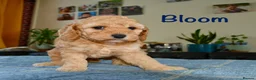 Cockapoo dogs for sale: Beautiful Cockapoo puppies for sale in Rugby - Advert 18