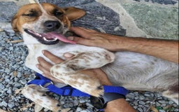 Mixed Breed dogs for adoption: Terry needs a loving home  - Image 7