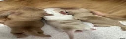 Miniature Dachshund dogs for sale: Miniature cream long hair puppies for sale  in Waltham Cross - Advert 8
