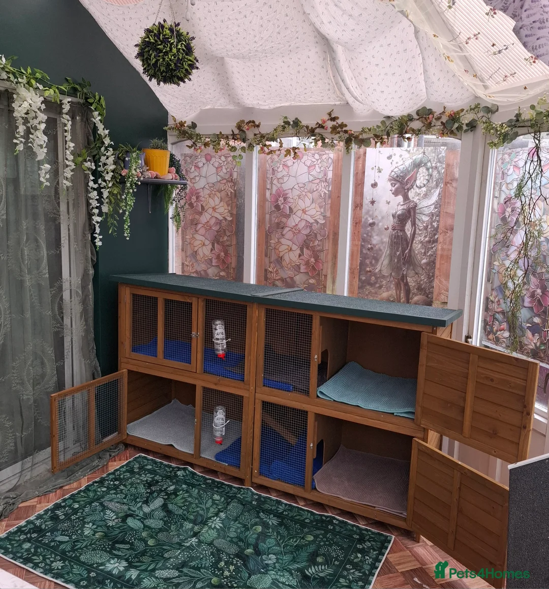 Guinea Pig rodents for sale: Small animal boarding services  - Advert 1