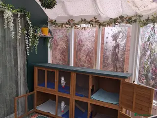 Guinea Pig rodents Small animal boarding services - Advert 22