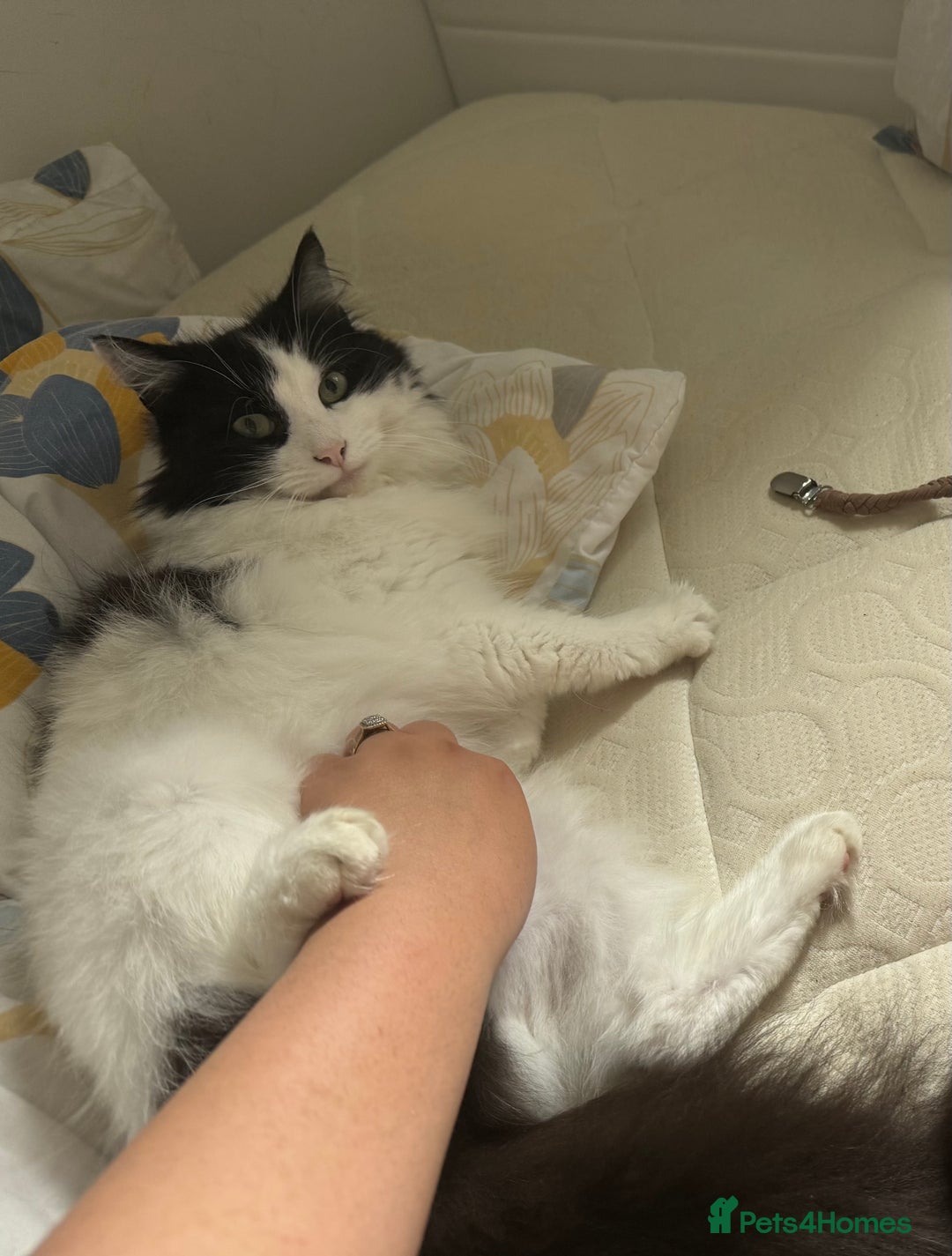 Mixed Breed cats for sale: 5yrs old beautiful affectionate loving home wanted - Advert 3