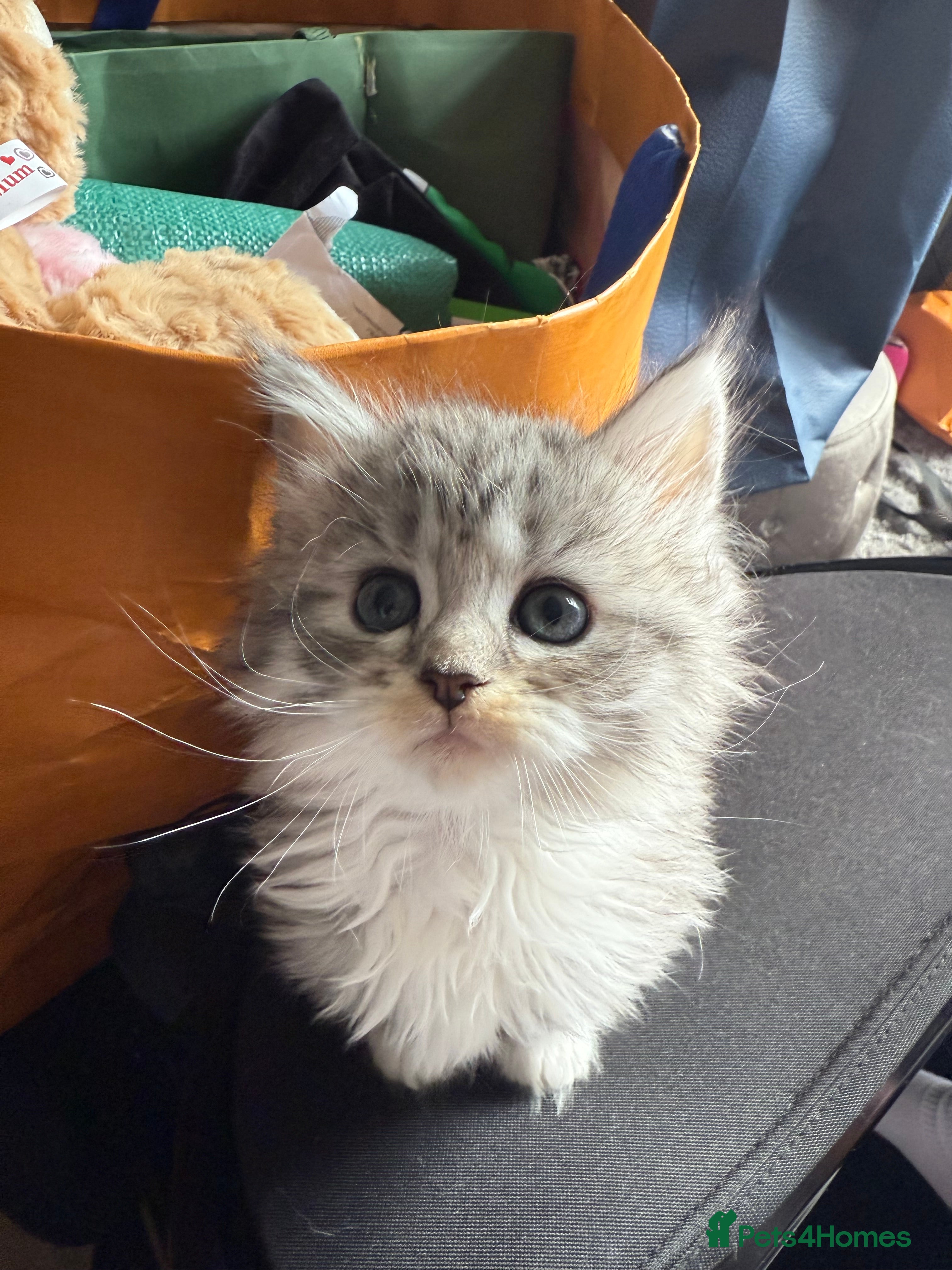 Mixed Breed cats for sale: Maine coon x Persian kittens  - Advert 10