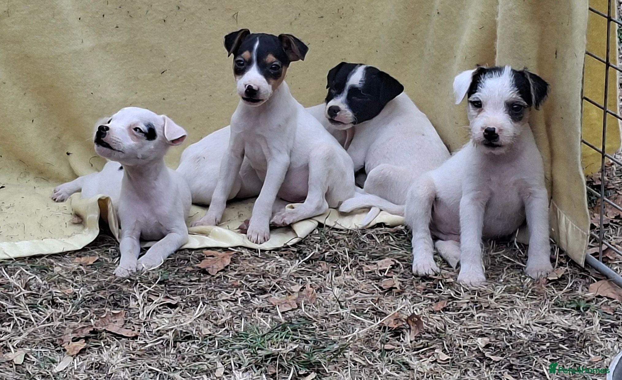 Jack Russell dogs Outstanding Jack Russel puppies - Advert 2