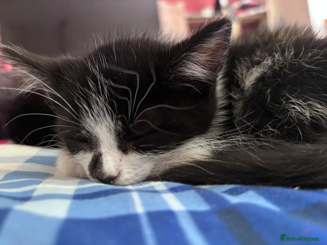 Mixed Breed cats for sale: Looking for their forever hone - Advert 9
