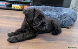 Miniature Schnauzer dogs for sale: Quality Mini Schnauzers - Image 7