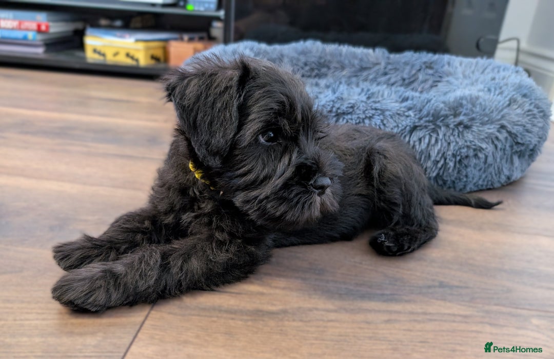 Miniature Schnauzer dogs for sale: Quality Mini Schnauzers - Image 7
