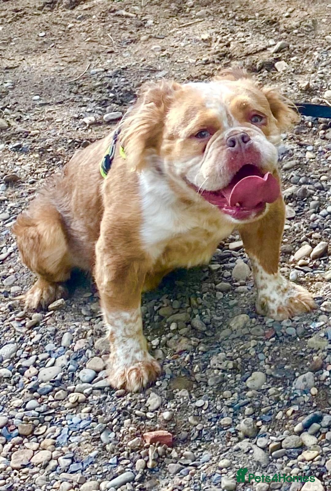 Olde English Bulldogge dogs for sale: Stunning Olde English Bulldog puppies - Advert 17