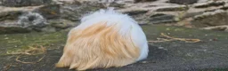 Guinea Pig rodents for sale: Male sheltie guinea pig  - Advert 4