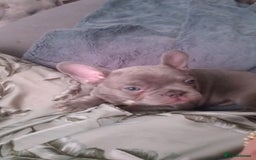 French Bulldog dogs for sale: Beautiful blue an green eyed frenchie puppies  - Image 4