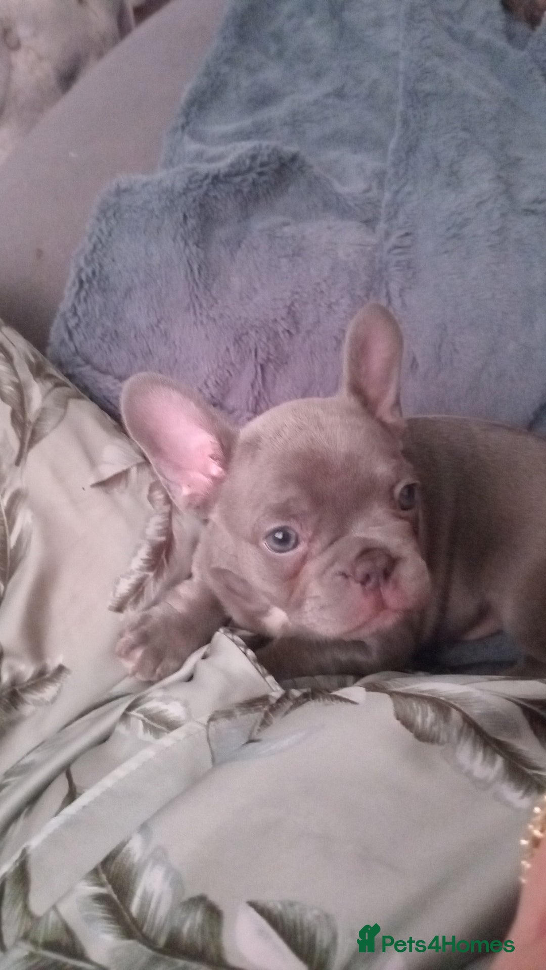 French Bulldog dogs for sale: Beautiful blue an green eyed frenchie puppies  - Image 4