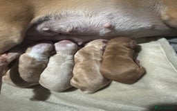 Chipoo dogs for sale: Stunning chipoo puppies  - Image 3