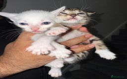 Bengal cats for sale: Bengal x Turkish Angora Kittens - Image 10