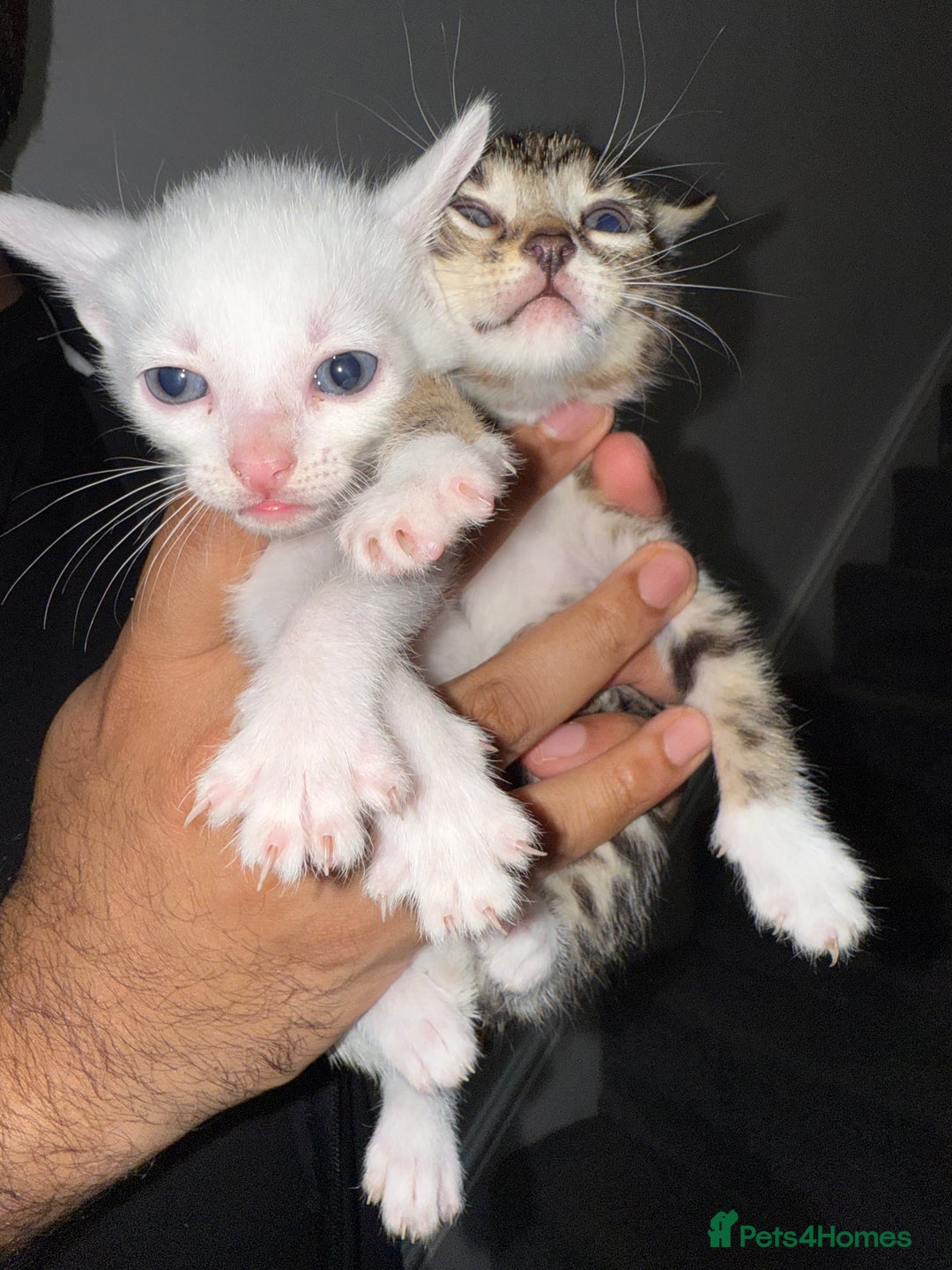 Bengal cats for sale: Bengal x Turkish Angora Kittens - Image 10