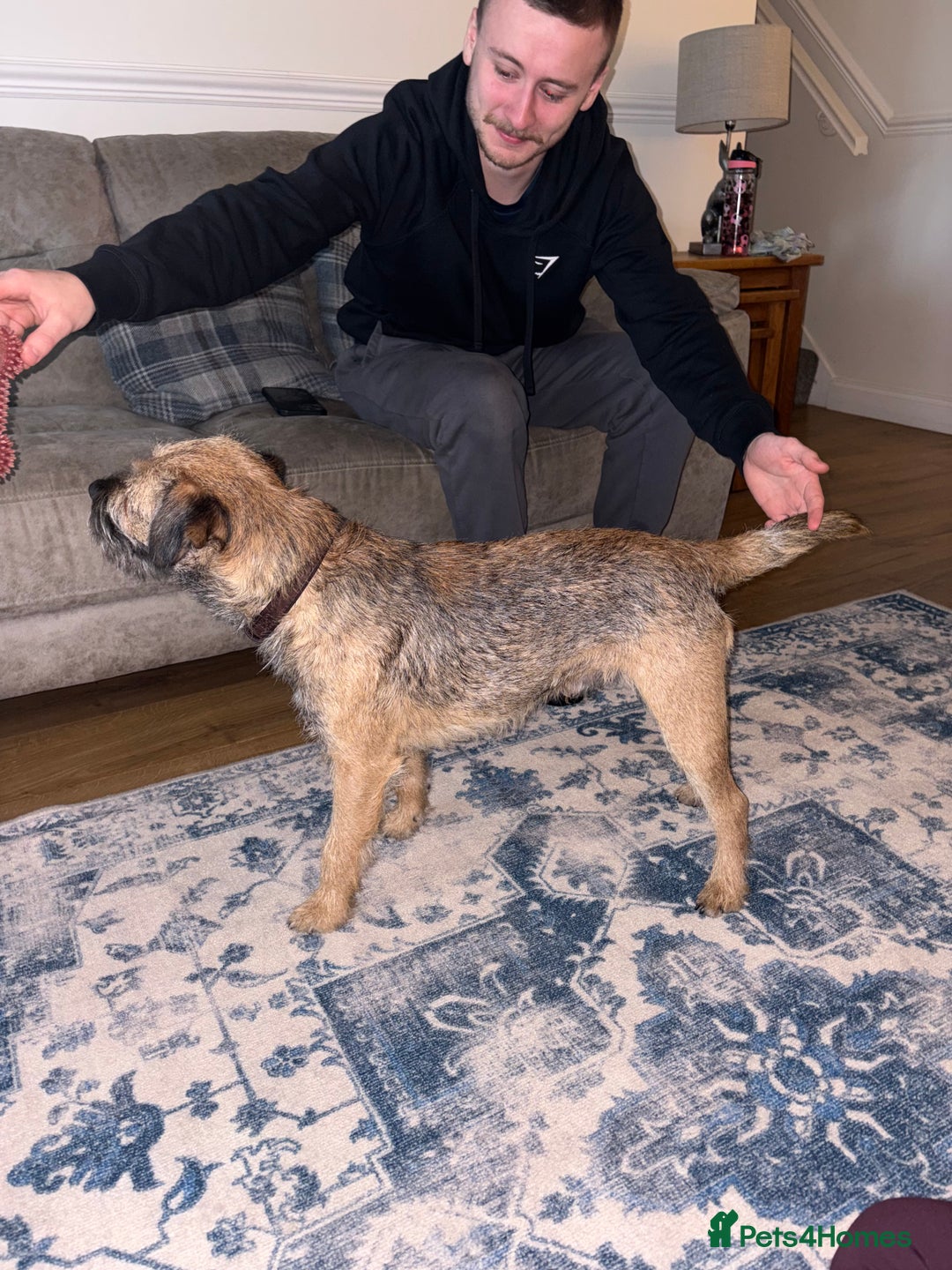 Border Terrier dogs for stud: Gorgeous George for stud - Advert 5