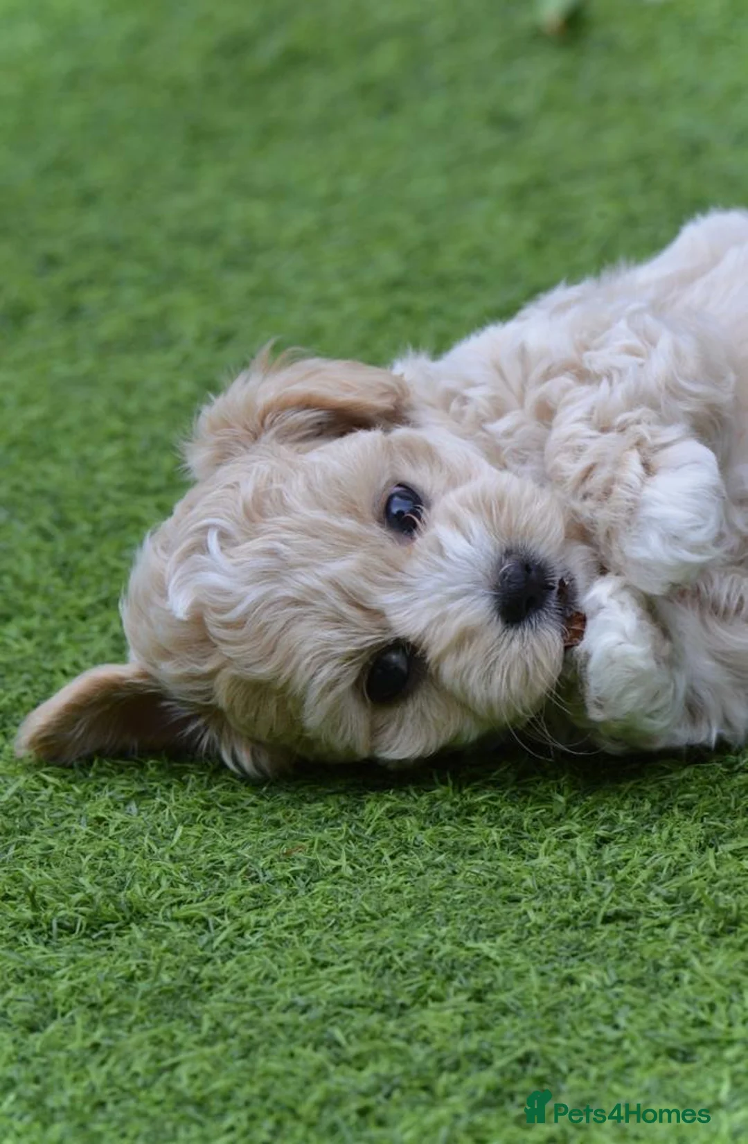 Toy Poodle dogs for stud: 🌹 RED TOY POODLE 9 INCH 2.8 KG HEALTH TESTED 🌹 in Romford - Advert 40