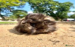 Guinea Pig rodents for sale: Long haired Guinea Pigs For Sale - Image 19