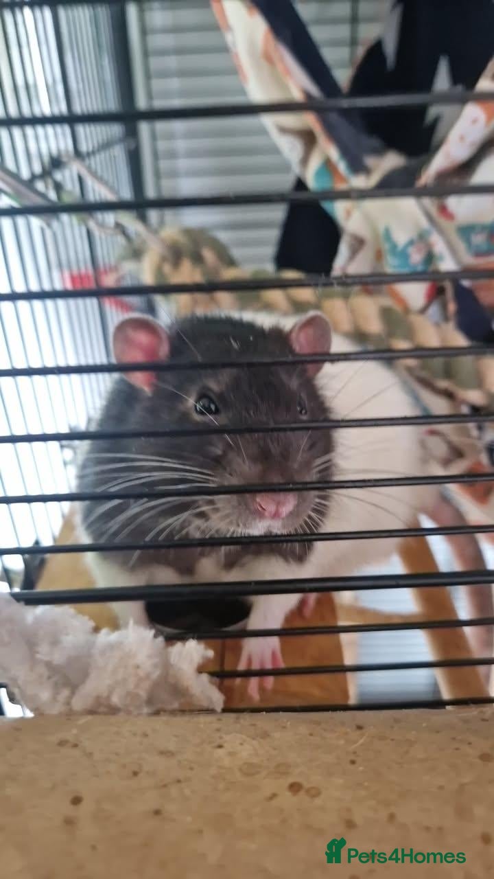 Rat rodents 1 Black and white, male fancy rat for sale - Advert 1