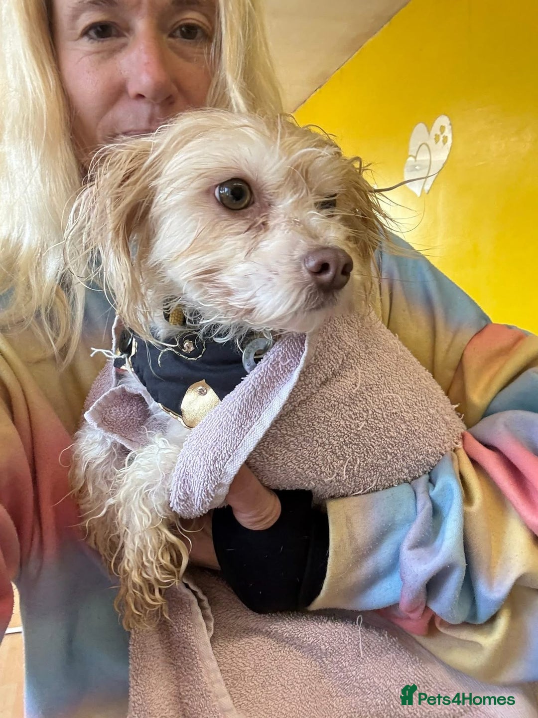 Mixed Breed dogs for adoption: Emerald - Hingham Norfolk  - Advert 3