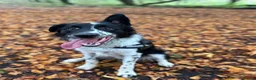 Border Collie dogs for sale: Charlie  - Advert 2