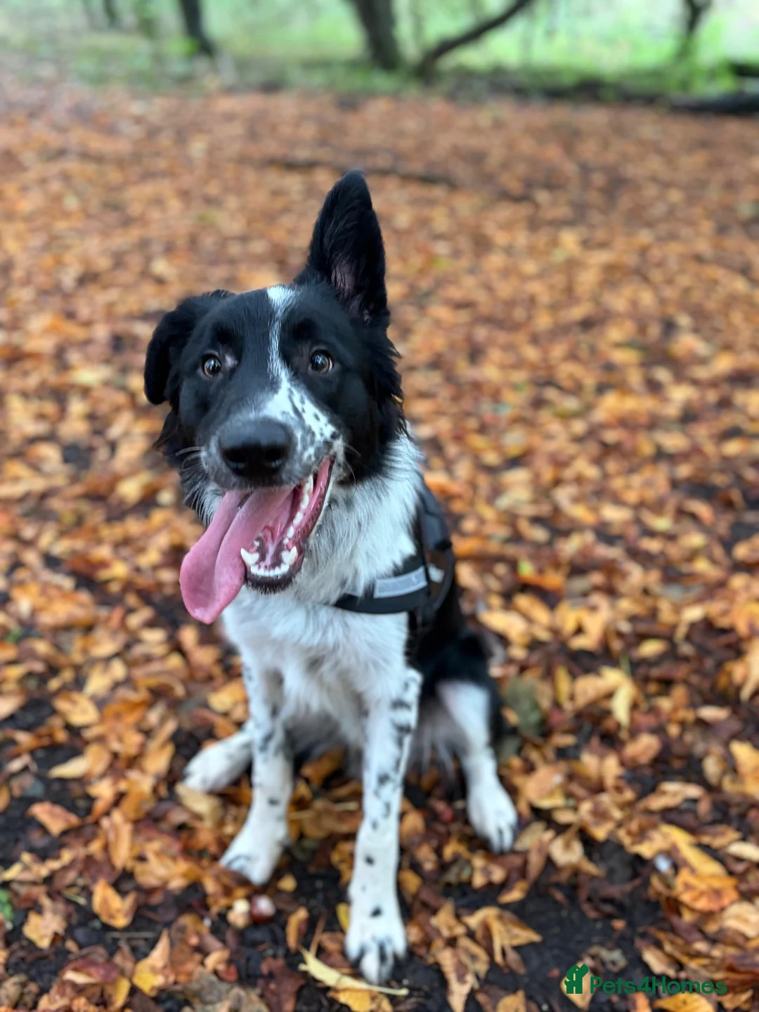 Border Collie dogs for sale: Charlie  - Advert 2
